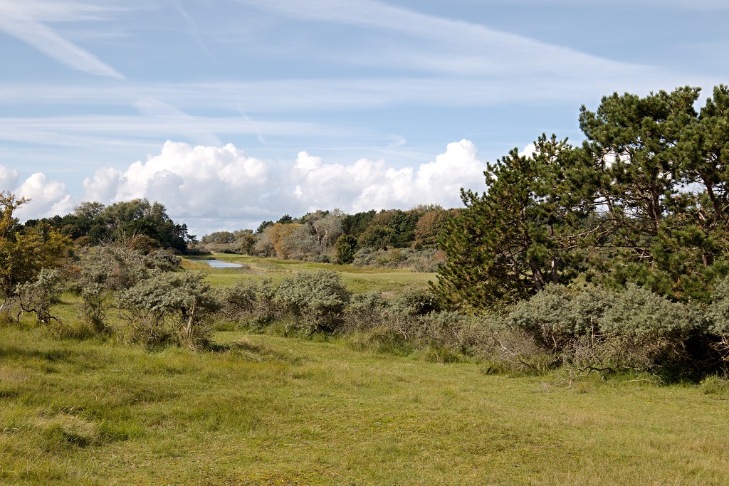 AWD Amsterdamse Waterleidingduinen natuurgebied polder bos vos hert herten damhert duinen zandvoort waterwingebied